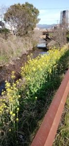 宮崎ちゃんこ都城店 なつこ 昨日のお礼が今朝になり