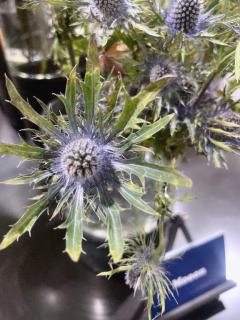 CLUB LUMINE　Kurumi【くるみ】