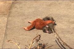 JaPON　園子ｿﾉｺ