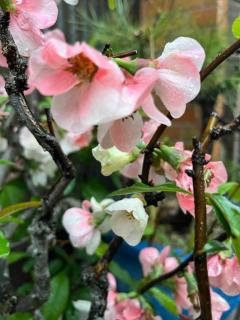 キャンディ ユメカ OLの出勤前