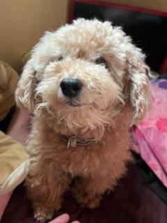 夜這い専門人妻俱楽部花魁(鹿児島市) ♡りおん♡