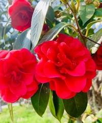 待ちナビ　らいあ