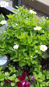 待ちナビ　みよ