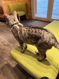 ご主人様いらっしゃい 大分店　神舌ゆい♡最強エロ女