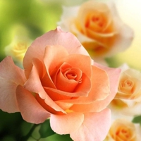 待ちナビ　みよ