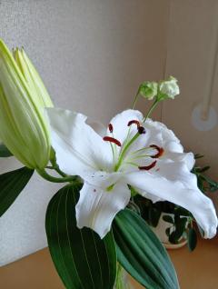 ご主人様いらっしゃい 大分店　