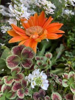 人妻ｒｅ：スタート　中条ゆり【宮崎体験】