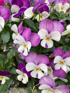 人妻ｒｅ：スタート　中条ゆり【宮崎体験】