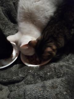 保険屋のおばちゃん　まり