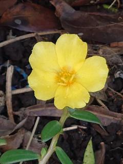 Heaven Club (ヘブンクラブ)　