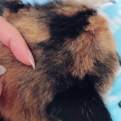 鹿児島ちゃんこ薩摩川内店　