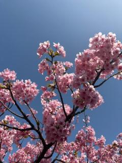 MANIN-ONREIマン淫御礼　