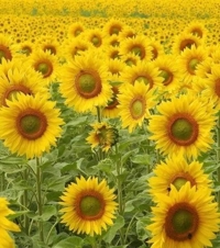  まいか【Hカップドエロ娘♡】