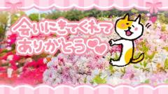 JaPON(デリヘル) 珠紀ﾀﾏｷ