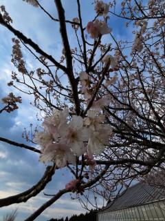 おはようございます