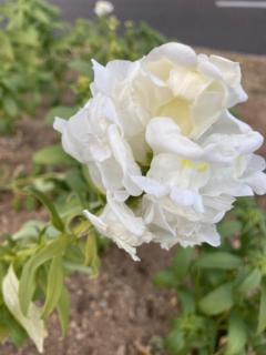 人妻ｒｅ：スタート 宮崎市デリヘル 【体験】平沢あおい 写メ日記「2ingのお兄様」