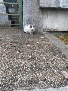 都城デリヘル ゲット24時間 都城市デリヘル あおい 写メ日記「今夜19時から??」