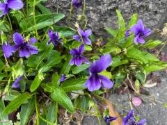 キャンディ　ユメカ