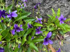 キャンディ　ユメカ