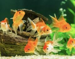 水曜日はお休みﾃﾞｽ