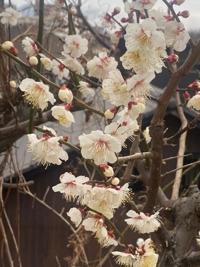 待ちナビ みずき 本日出勤