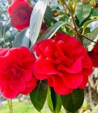 待ちナビ らいあ ありがとうございます