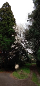 宮崎ちゃんこ都城店　なつこ