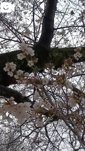 待ちナビ　みよ