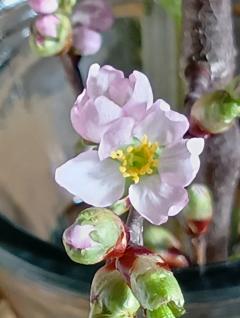 こんばんは🌙春ですね🌸