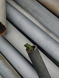 CLUB LUMINE(中津市) Haru【ハル】