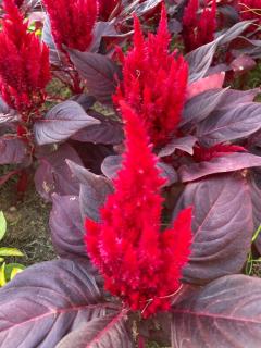 ありがとうございます