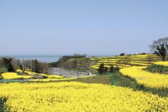 一夜の愛人(大分市) もか