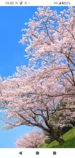 人妻セレブ(延岡市) 野風(のかぜ)