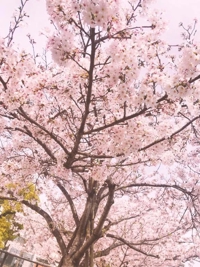 お久しぶりです