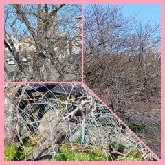 まだまだだな～🌸