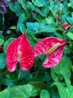 エスタのお兄様