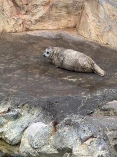 アザラシの赤ちゃん可愛いかった?