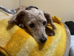 夜這い専門人妻俱楽部花魁　♡りおん♡