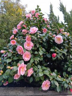 こんばんは🎑
ありがとうございました💞