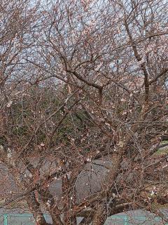 一昨日よりも🌸