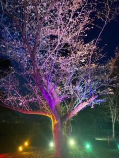 デートコースのリピーター様