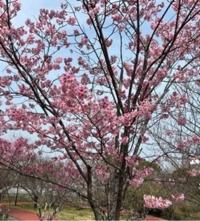 桜を見にいったよ