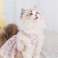 今日のご案内状況