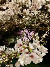 夜桜⌒