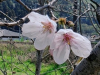 雨の予報が出てるね