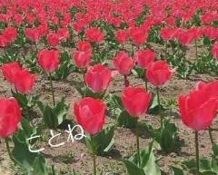 Heaven Club (ヘブンクラブ)(鹿屋市) ことね♡