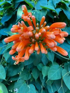 チャオの年下様