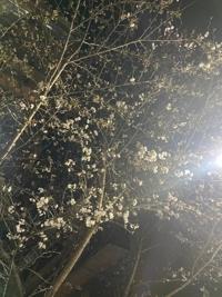夜桜