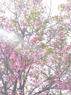 せっかくの桜が?*?