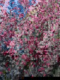 りさです☆ハレノヒ☆